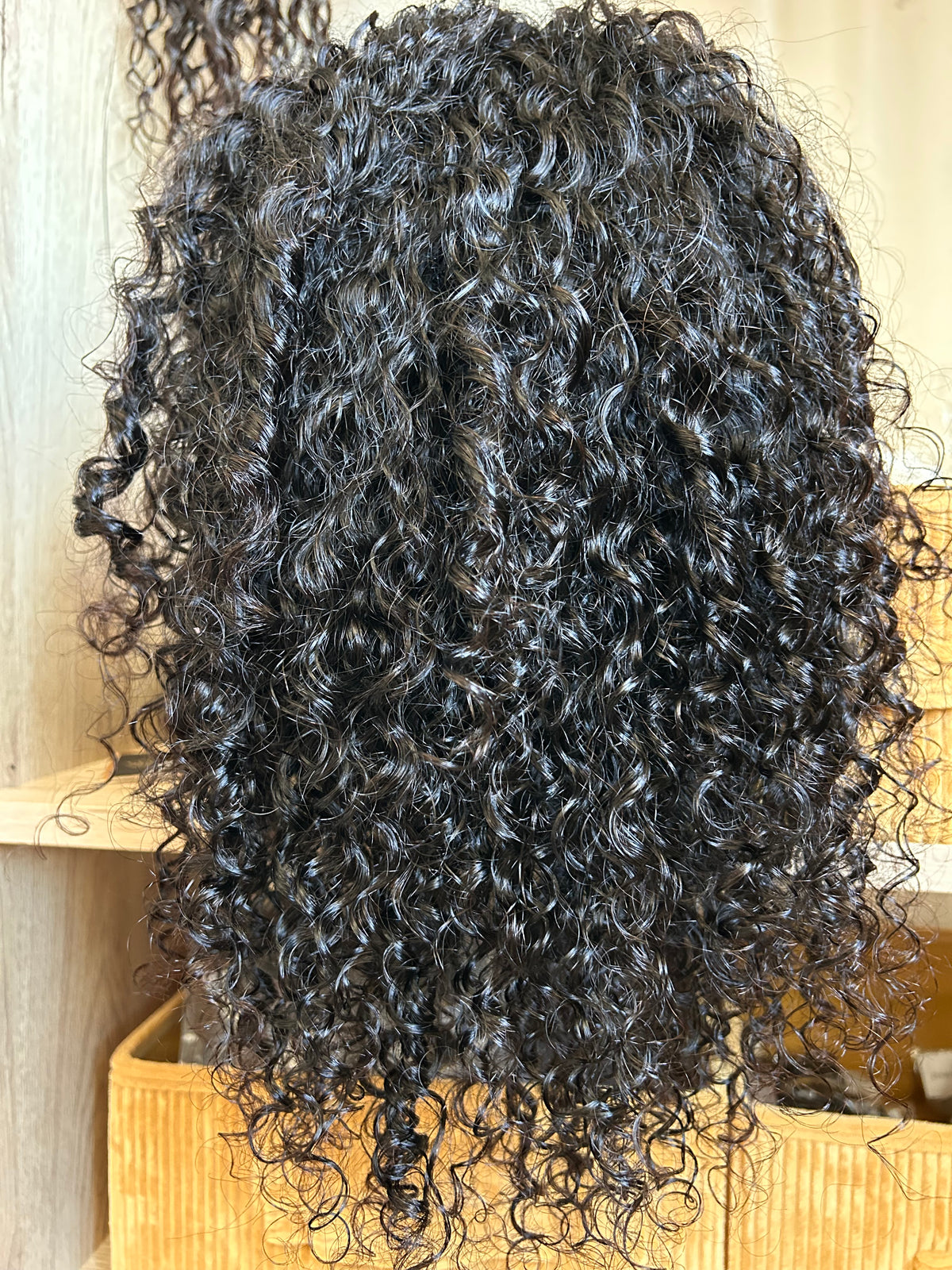 - KIM - Burmese Curly - à partir de 239,00€