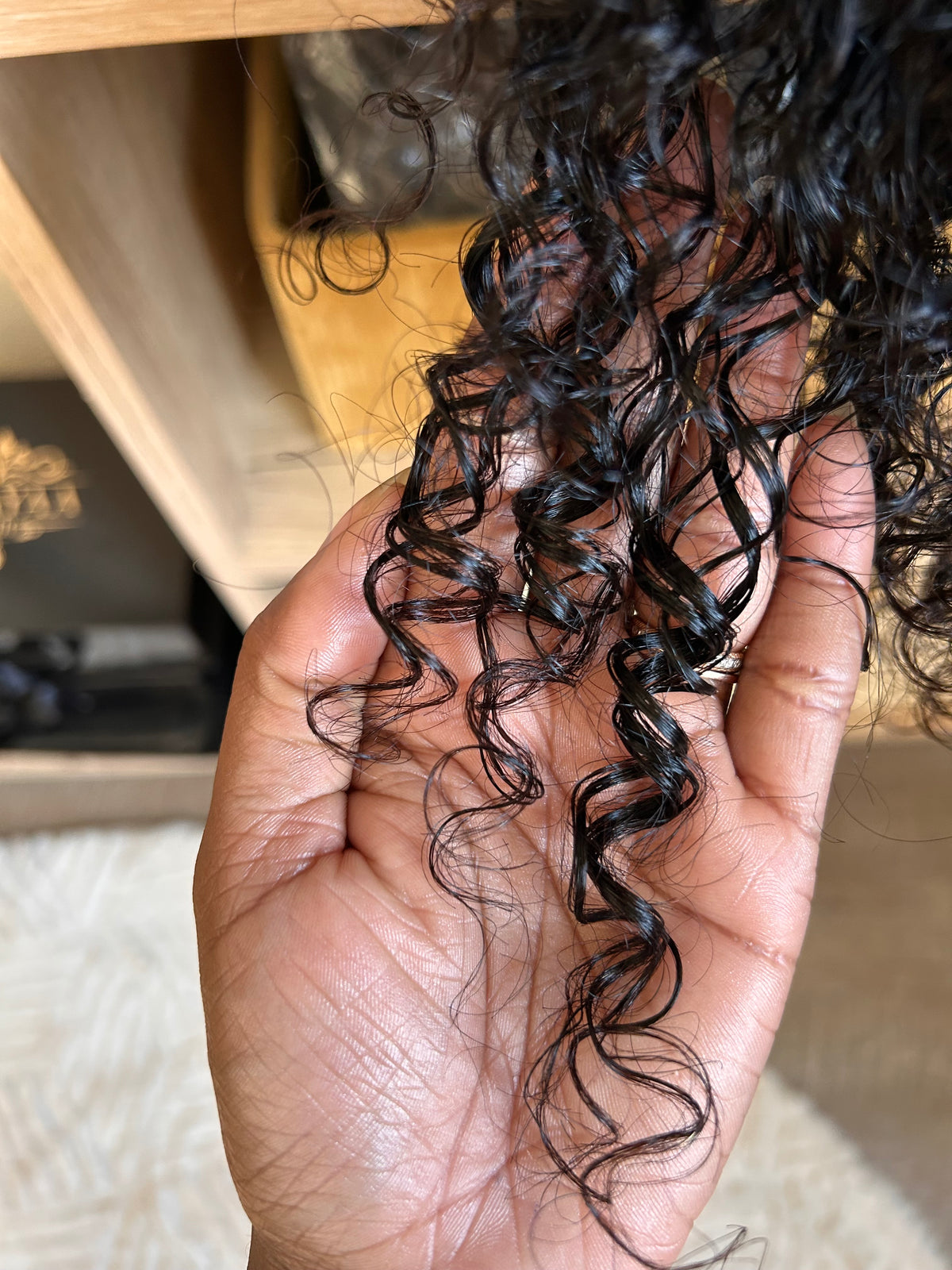 - KIM - Burmese Curly - à partir de 239,00€